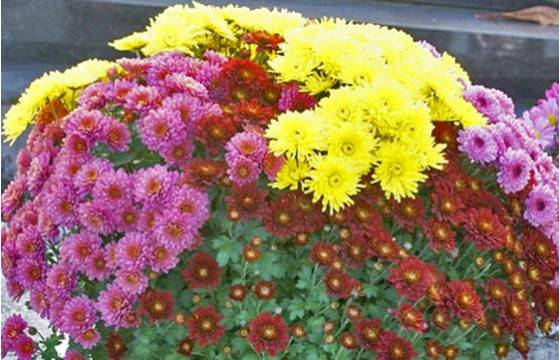 Fleurs en Deuil | image d'une composition d'un mélange de chrysanthème