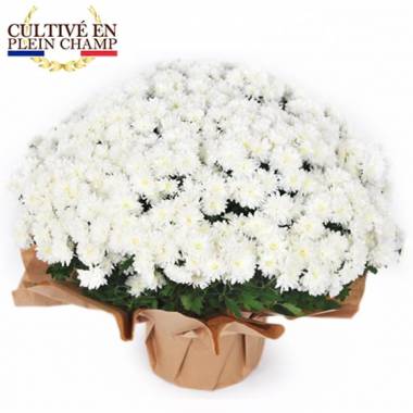 Fleurs en Deuil | image de la plante blanche pour la toussaint - Chrysanthème Multifleurs Blanc