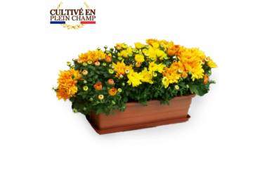 Fleurs en Deuil | Image principale Jardinière chrysanthème jaune orange