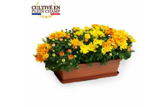 Fleurs en Deuil | Image principale Jardinière chrysanthème jaune orange