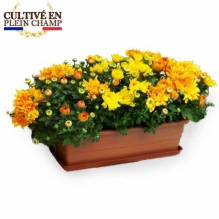 Fleurs en Deuil | Image principale Jardinière chrysanthème jaune orange