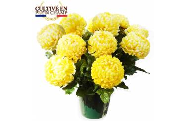 Fleurs en Deuil | Image principale Chrysanthème boule jaune