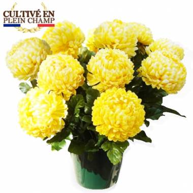 Fleurs en Deuil | Image principale Chrysanthème boule jaune