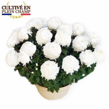 Fleurs en Deuil |Image du chrysanthème Boule Blanc